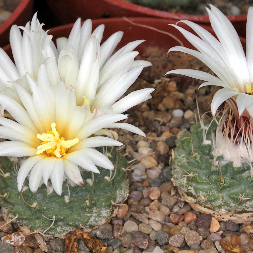 Top Cactus (Strombocactus Disciformis) Care Guide: Water, Soil ...