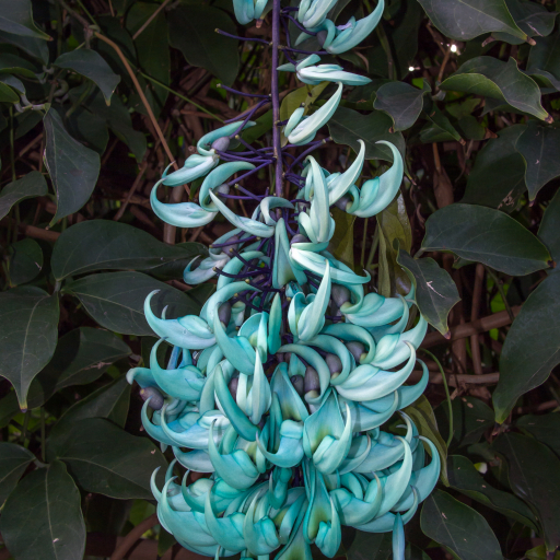 Strongylodon Macrobotrys