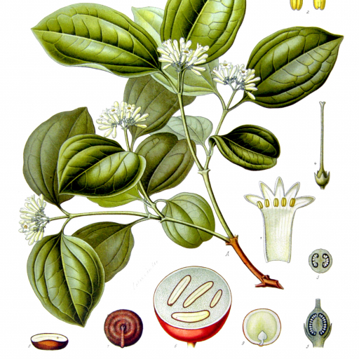 Strychnos Nux-vomica