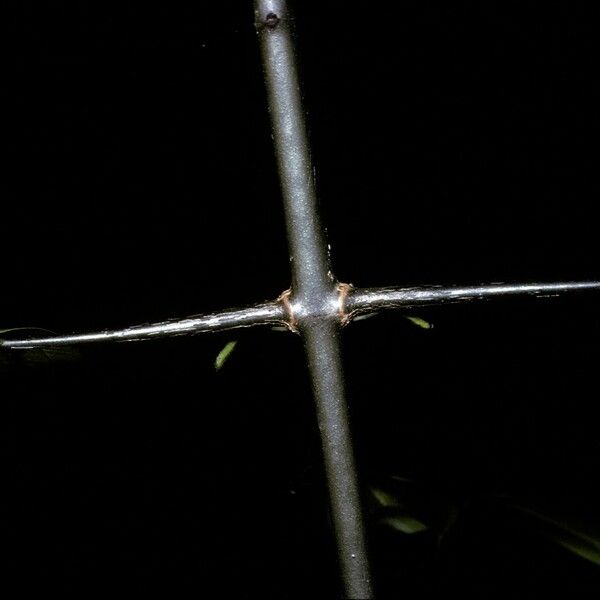 Strychnos Wallichiana