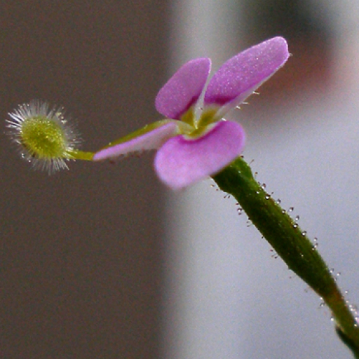 Stylidium Debile