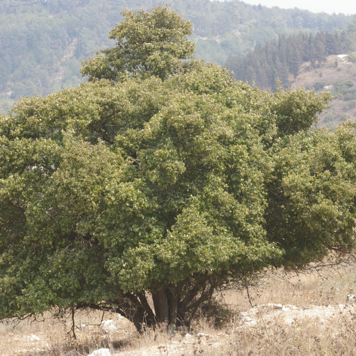 Storax Tree