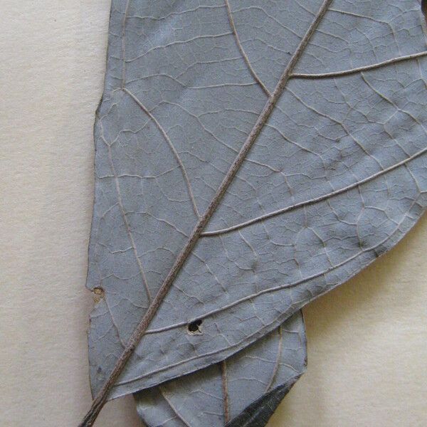 Styrax Pohlii