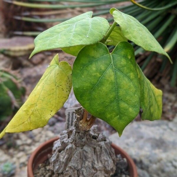 Suberogerens Cyclophylla