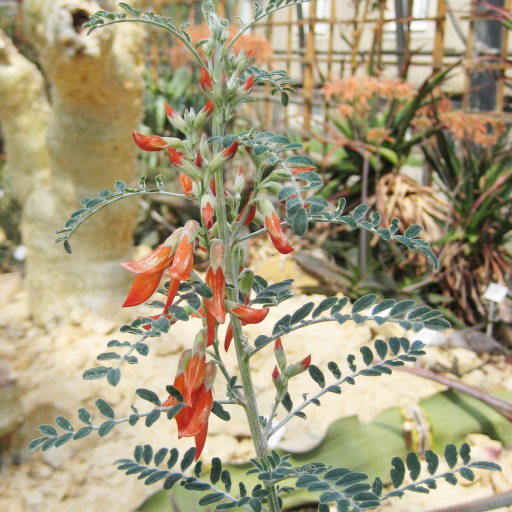 Sutherlandia Frutescens