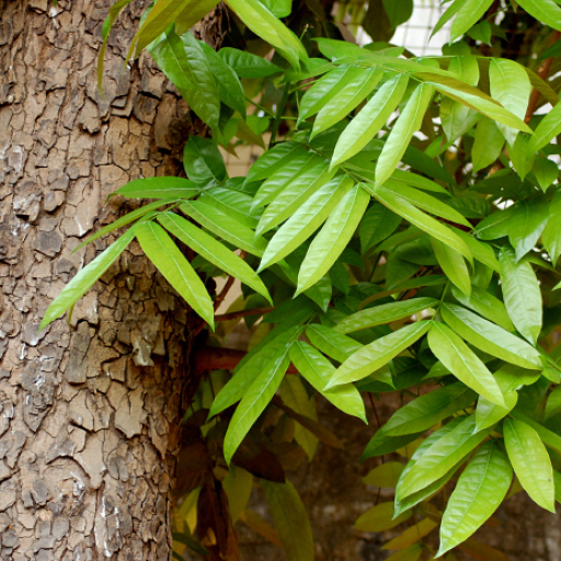 Swietenia Macrophylla