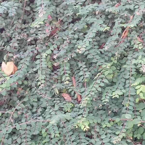 Symphoricarpos × Chenaultii