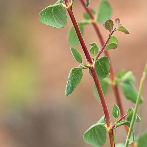 Symphoricarpos Longiflorus