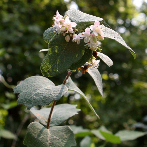 Symphoricarpos Occidentalis