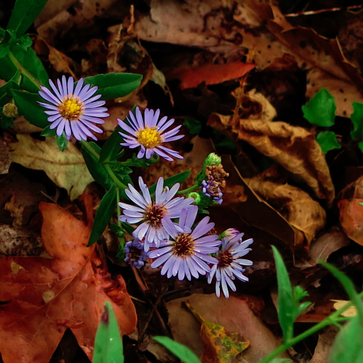 Symphyotrichum Chilense