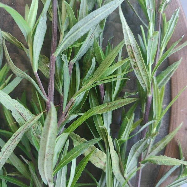 Symphyotrichum Praealtum