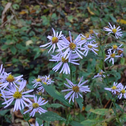 Symphyotrichum Prenanthoides