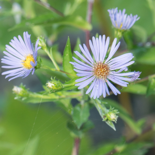 Symphyotrichum Puniceum