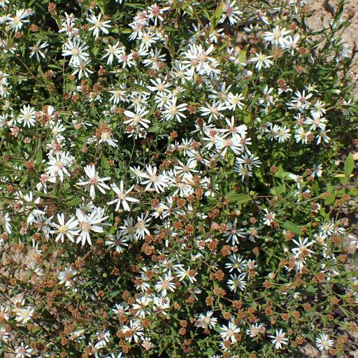 Symphyotrichum Tradescantii
