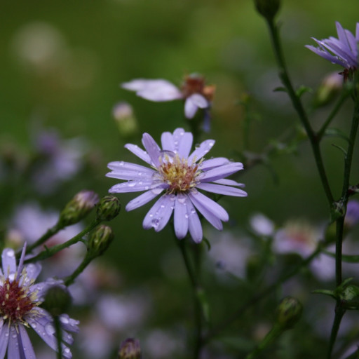 Symphyotrichum