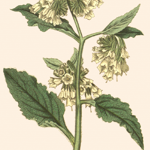 Symphytum Orientale