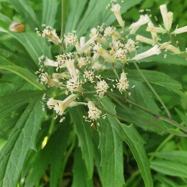 Syneilesis Aconitifolia