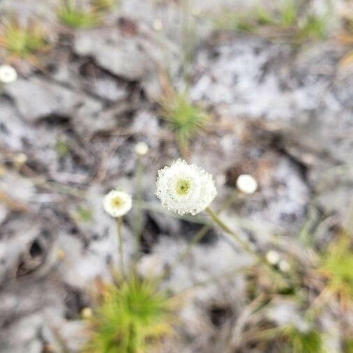 Syngonanthus Flavidulus