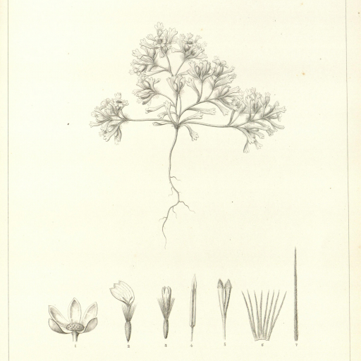 Syntrichopappus Fremontii