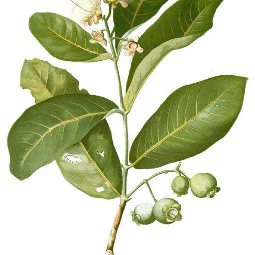 Syzygium Aqueum
