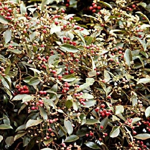 Syzyfus Syzygium Frutescens Care Guide: Water, Soil & Propagation - Plantiary