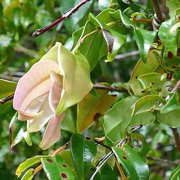 Syzyfus Syzygium Jaffrei Care Guide: Water, Soil & Propagation - Plantiary