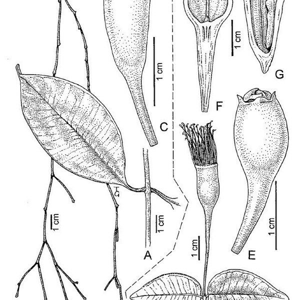Syzygium Laxeracemosum