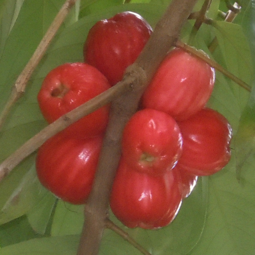 Syzygium Malaccense