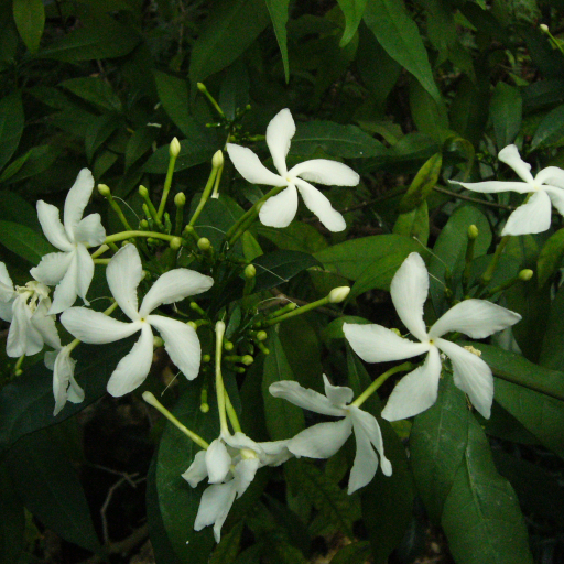 Tabernaemontana Corymbosa