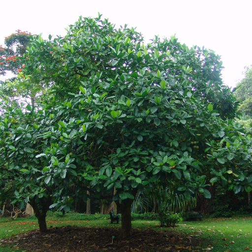 Tabernaemontana Crassa