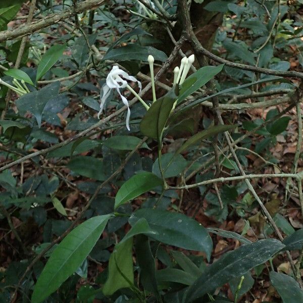 Tabernaemontana Eglandulosa