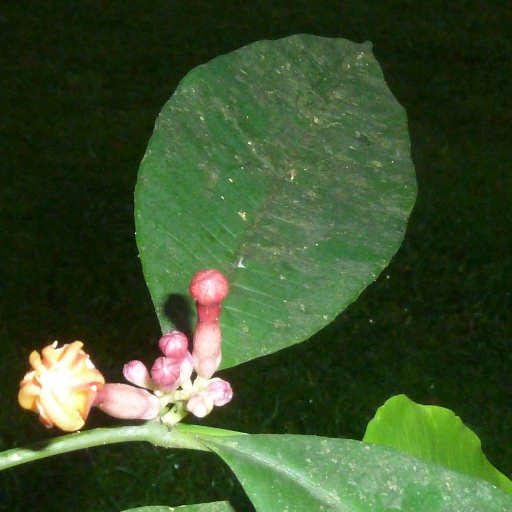 Tabernaemontana Undulata