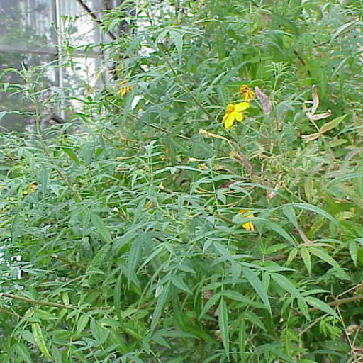 Tagetes Lemmonii