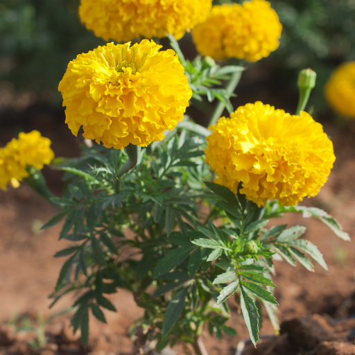 Tagetes Lunulata