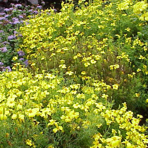 Tagetes Tenuifolia