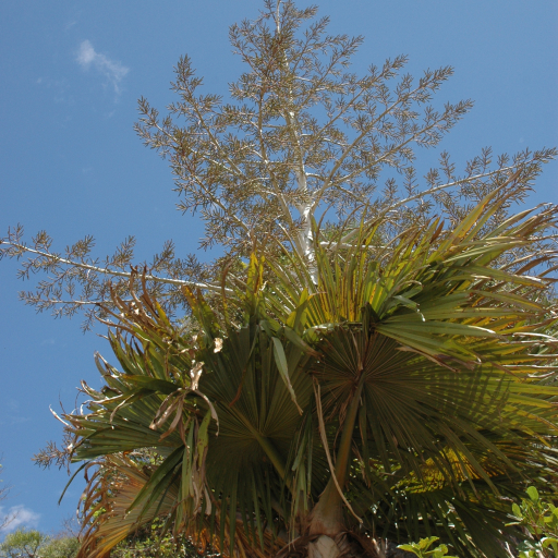 Tahina Spectabilis