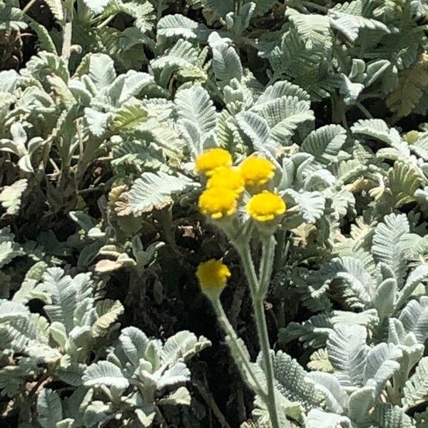 Tanacetum Densum