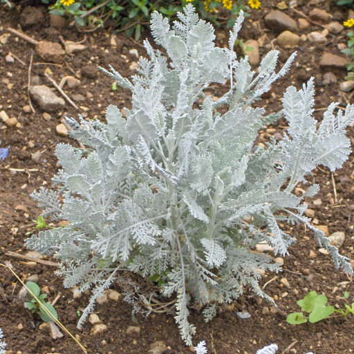 Tanacetum Ptarmiciflorum
