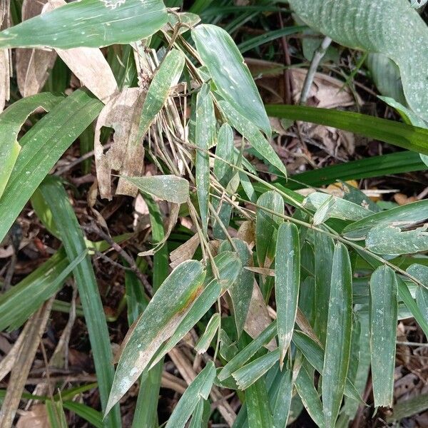 Taquara Micrantha