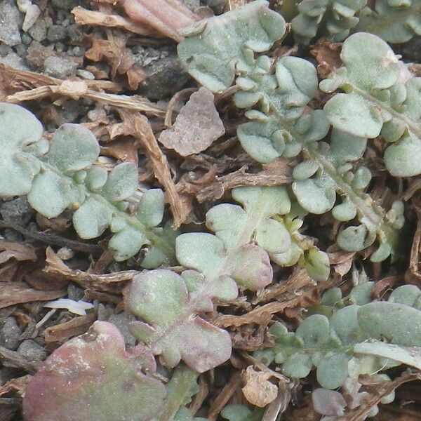 Taraxacum Aphrogenes