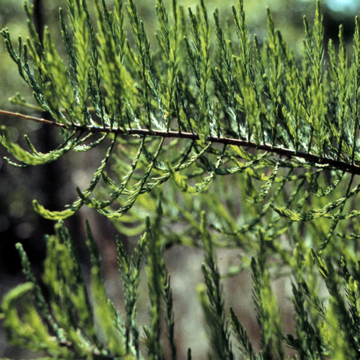 Taxodium Ascendens