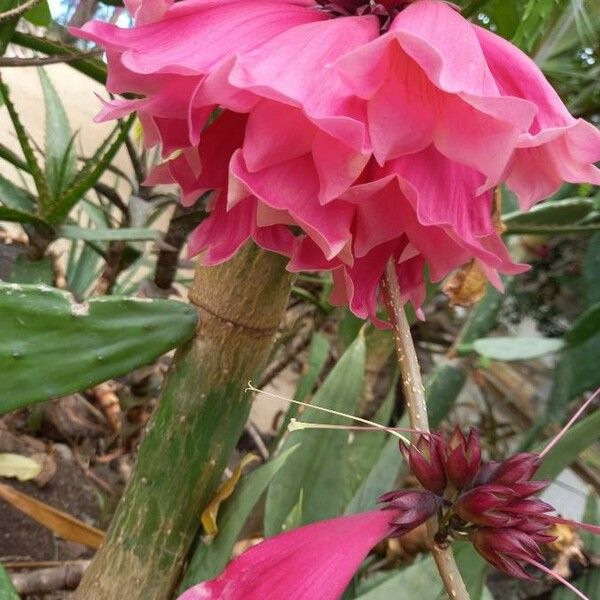 Tecomanthe Dendrophila