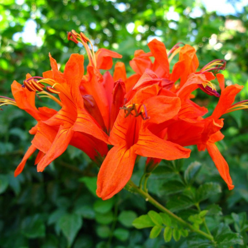 Tecomaria Capensis