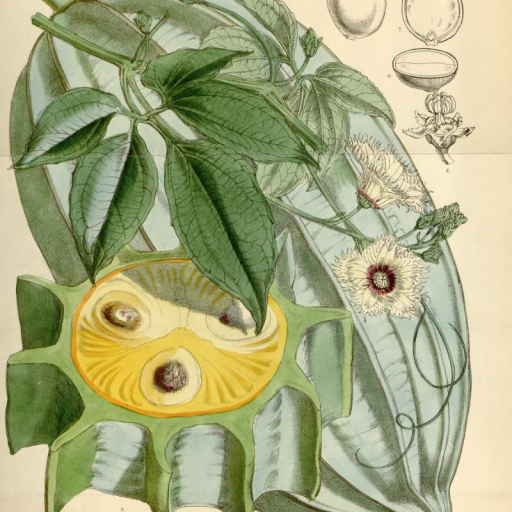 Telfairia Occidentalis