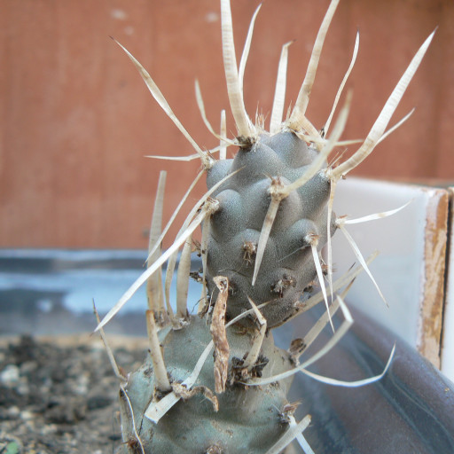 Tephrocactus Articulatus