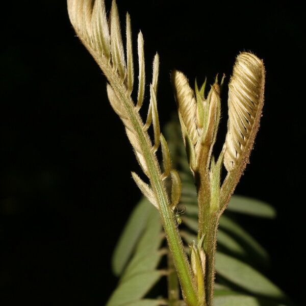 Tephrosia Multifolia Plant Care & How to Grow, Water