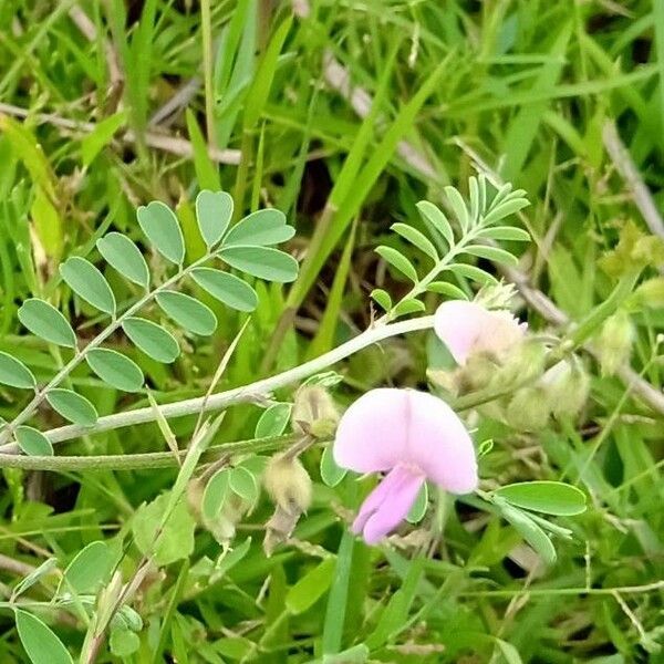 Hoary Tephrosia (Tephrosia Villosa) Plant Care & How to Grow, Water
