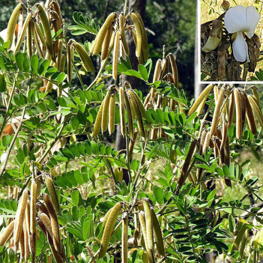 Vogel Tephrosia (Tephrosia Vogelii) Plant Care & How to Grow, Water