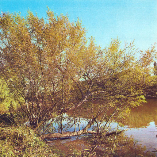 Terminalia Australis