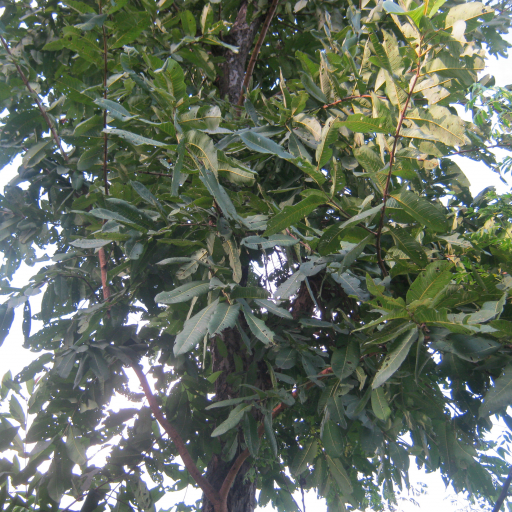 Terminalia Elliptica